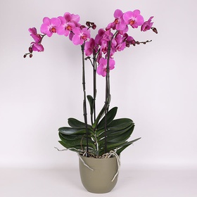 Phalaenopsis royal pink