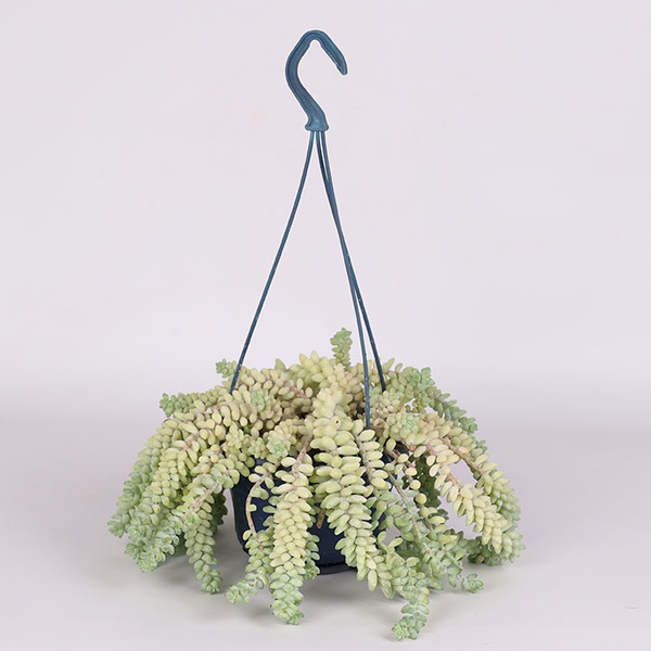 Sedum Morgana in a hanging planter