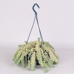 Sedum Morgana in a hanging planter