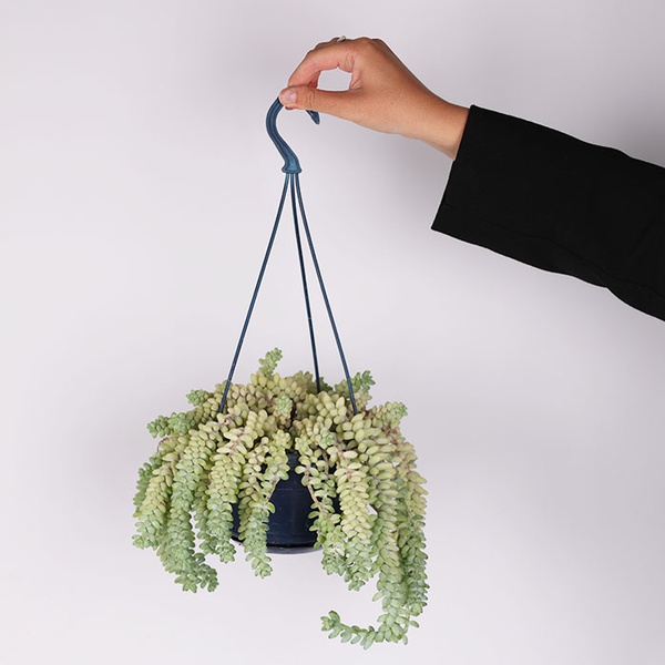 Sedum Morgana in a hanging planter