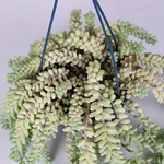 Sedum Morgana in a hanging planter