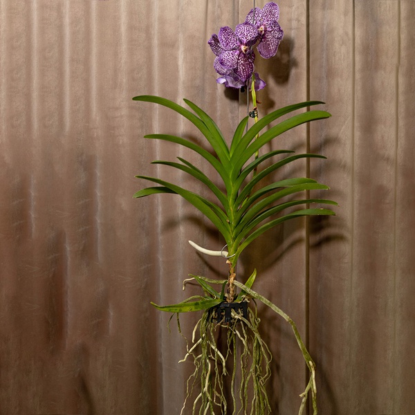 Vanda Orchid