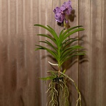Vanda Orchid