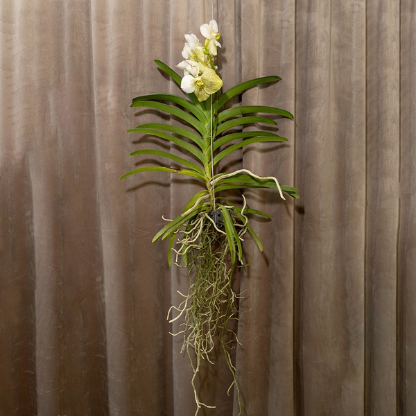 Vanda Orchid