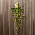 Vanda Orchid