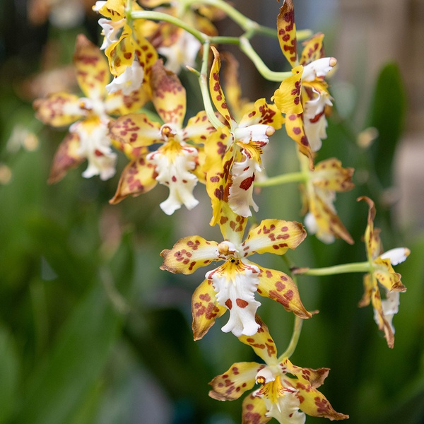 Cambria mix