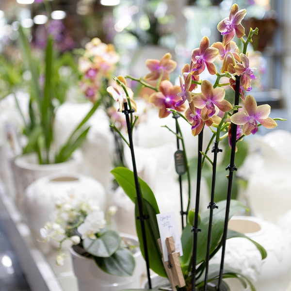 Orchid (Phalaenopsis Mf An Bolgheri)