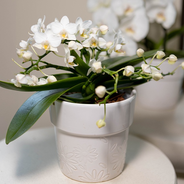 Orchid Phalaenopsis white small-flowered