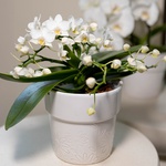 Orchid Phalaenopsis white small-flowered