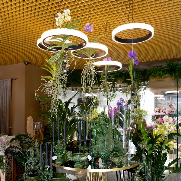 Vanda Orchid