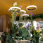 Vanda Orchid