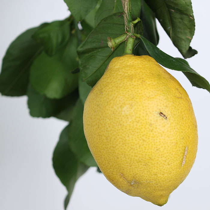 Лимонне дерево (Citrus limon) ᐈ Купити з доставкою | LoraShen
