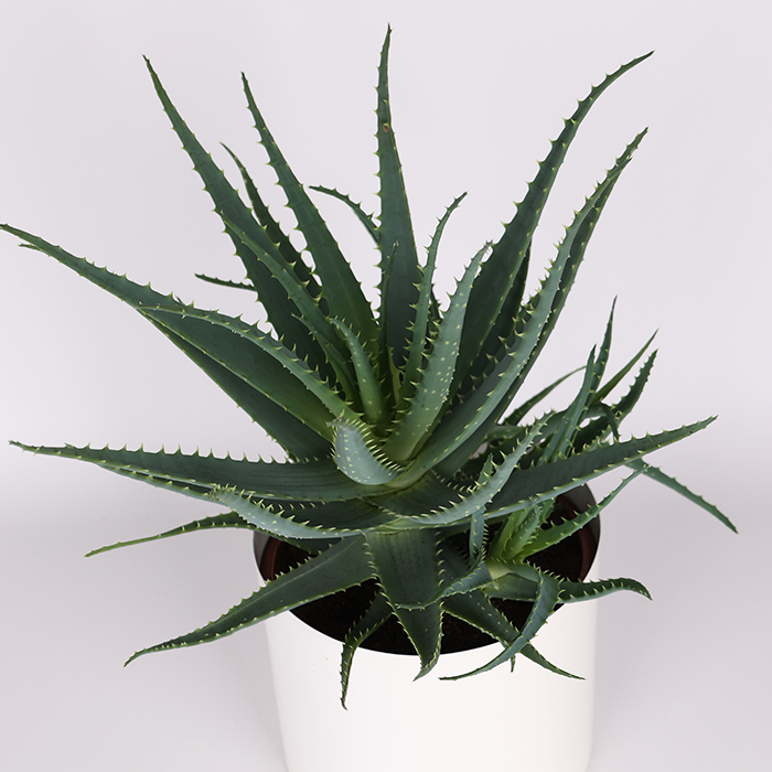 Алое древовидное (Aloe Arborescens) ᐈ Купить с доставкой | LoraShen
