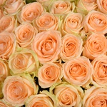 Букет из 201 персиковой розы