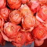 Композиція з 55 персикових троянд