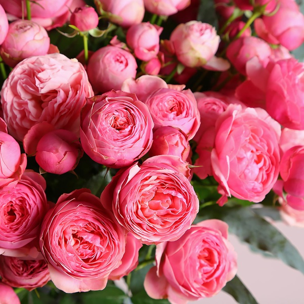Bouquet of 25 Silva Pink roses