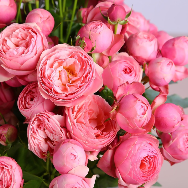 Bouquet of 15 Silva Pink roses