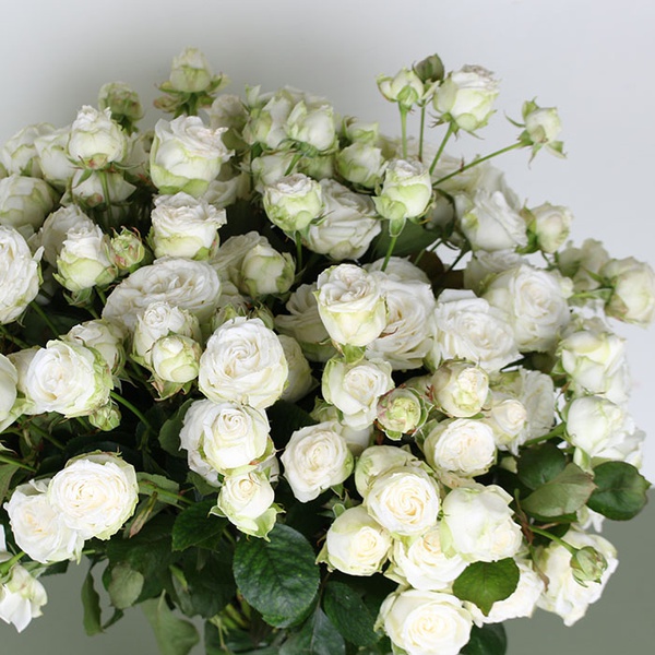 Букет из 35 белой кустовой розы "Маме"