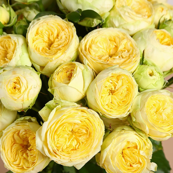 Букет из 15 желтых роз Пиони Бабблз