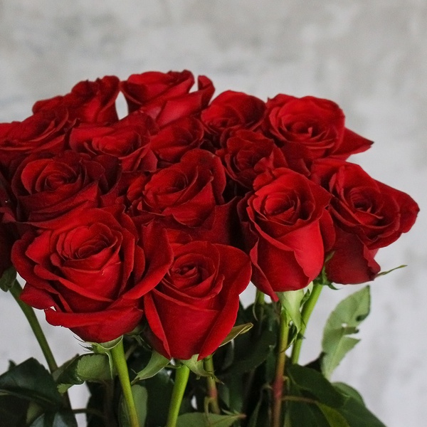 Букет из 15 красных длинных роз Фридом