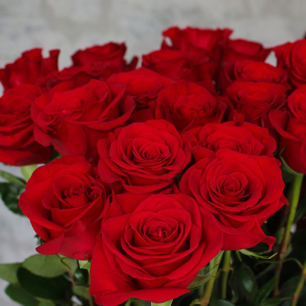 Букет из 25 красных длинных роз Фридом
