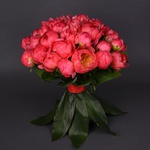 Bouquet of 35 coral peonies