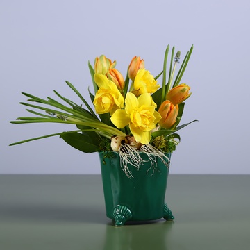 Floristic composition in pots with daffodils