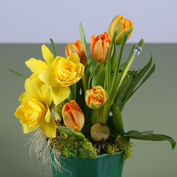 Floristic composition in pots with daffodils