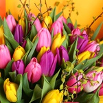 Bright bouquet of 51 tulips