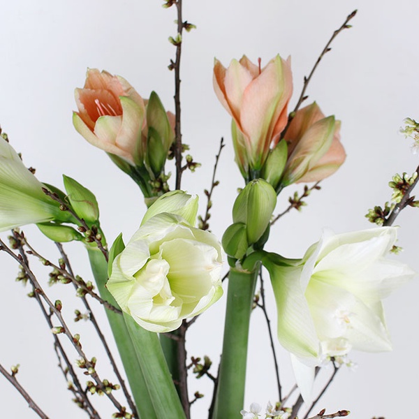 Bouquet of 5 amaryllis "Spring Awakening"