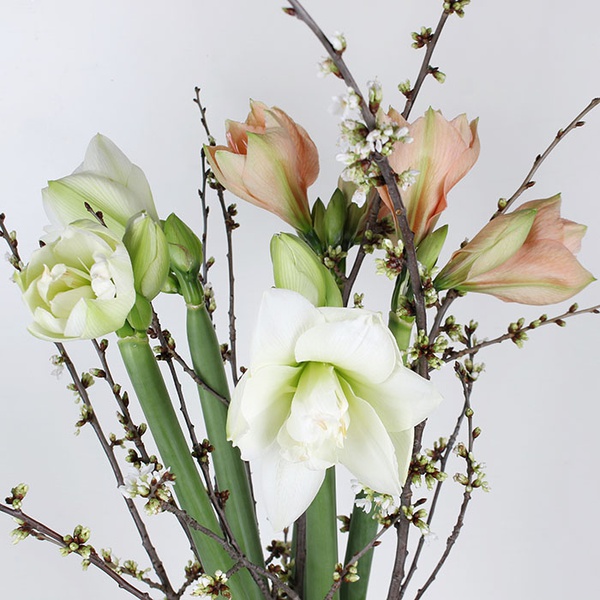 Bouquet of 5 amaryllis "Spring Awakening"