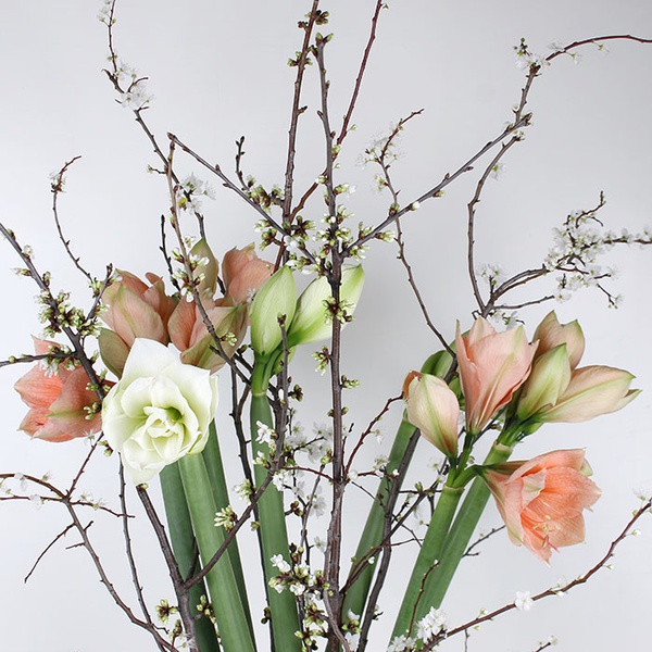 Bouquet of 7 amaryllis "Spring Awakening"