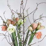 Bouquet of 7 amaryllis "Spring Awakening"