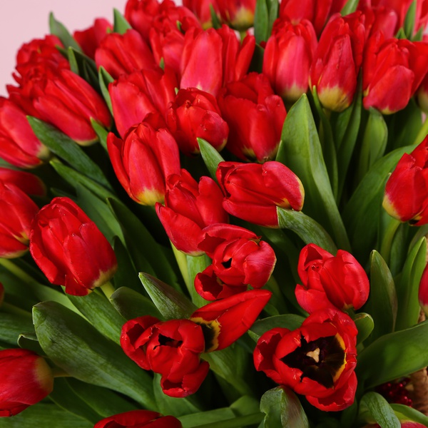 Композиция «101 тюльпан в красном ожерелье»