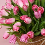Композиция «101 розовый тюльпан в жемчужной дымке»