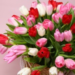 Композиция «101 тюльпан в королевском миксе»