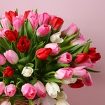 Композиція «101 тюльпан Романтичний Мікс»