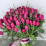 Bouquet of 75 crimson tulips and ginestra