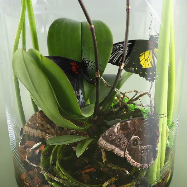 Квіткова композиція у вазі з метеликами