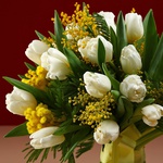 Bouquet of 35 white tulips and mimosa