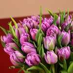 Букет из 35 фиолетовых пионовидных тюльпанов