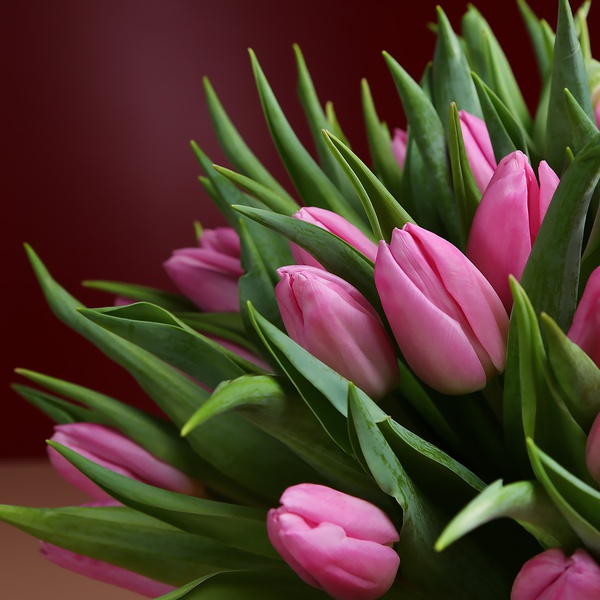 Букет з 51 рожевих тюльпанів
