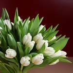 Bouquet of 51 white tulips