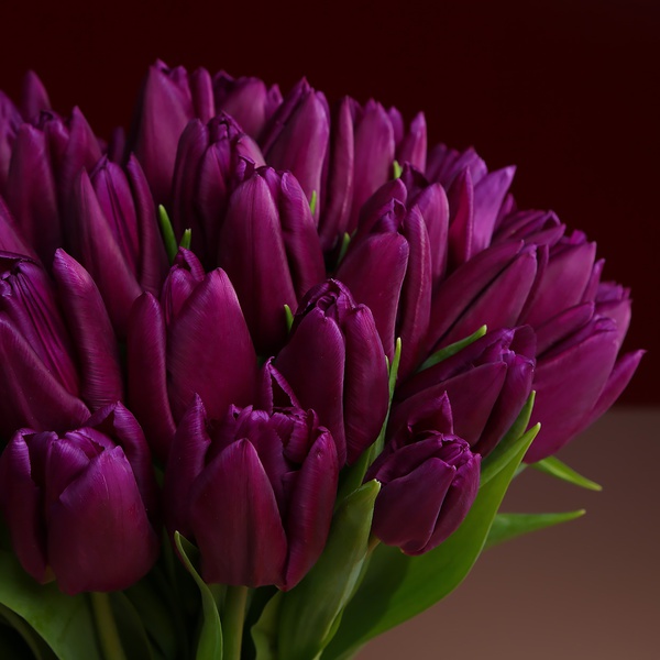 Bouquet of 51 purple tulips