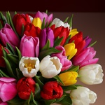 Bouquet of 51 mix tulips