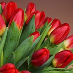 Bouquet of 51 red tulips