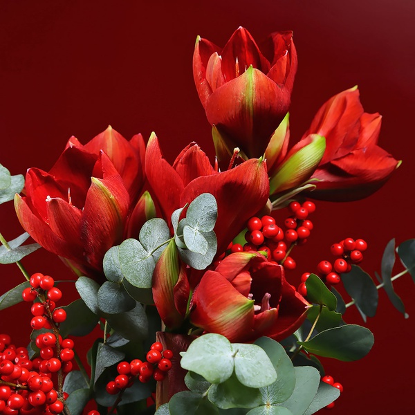 Bouquet of amaryllisand ilex