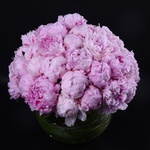 35 pink peonies in a vase