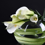 11 white calla lilies in a vase
