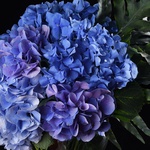 5 blue hydrangeas in a vase